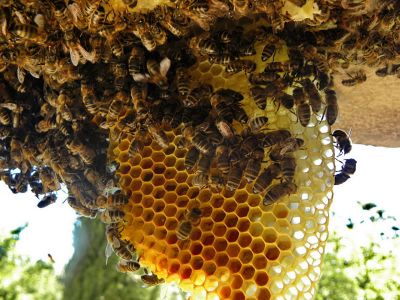 pszczoly-fot. Dr Michel Royon,Wikimedia Commons