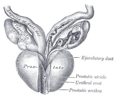 Budowa prostaty, fot. public domain