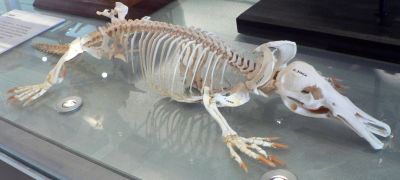 szkielet dziobaka w muzeum w  Melbourne w Australii