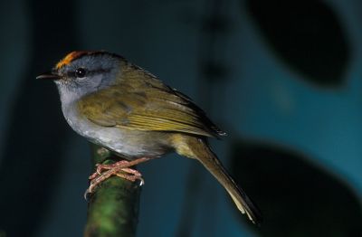 Ptak z rodziny lasówek, fot. public domain