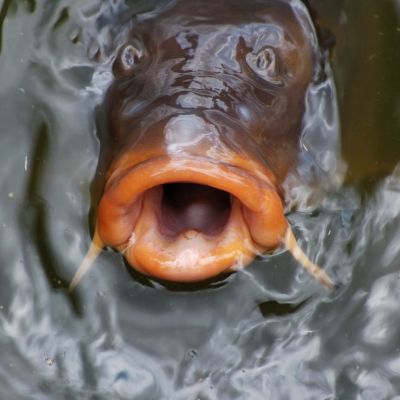 ryba wygladajaca z wody 