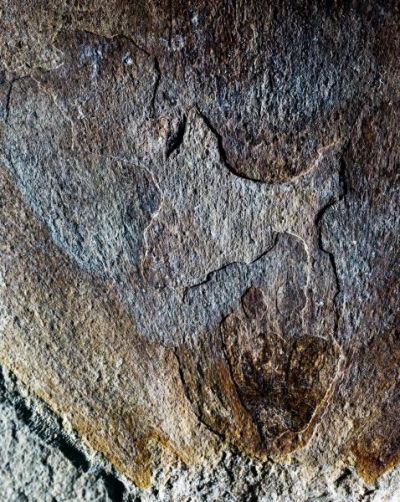 Skamieniałe nasiono Agathis znalezione wraz z szyszką w Patagonii. Foto: Peter Wilf, Penn State
