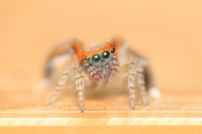 Portret  włochatego pająka