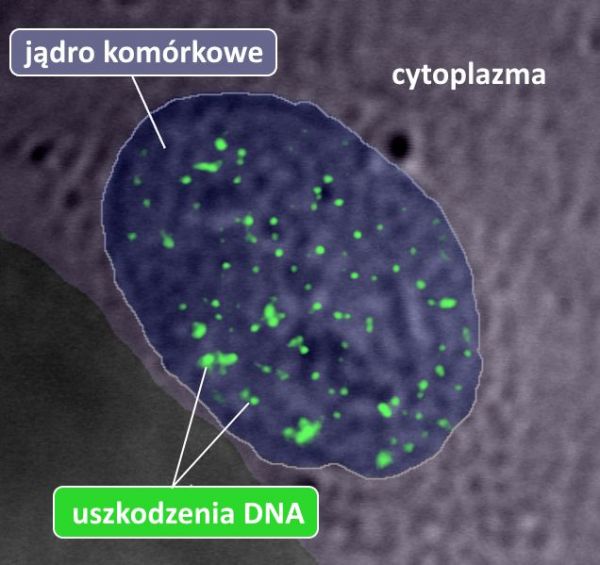 Naukowcy z UJ opracowali superczułą metodę wykrywającą uszkodzenia DNA