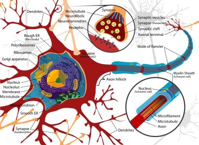 Complete neuron cell diagram