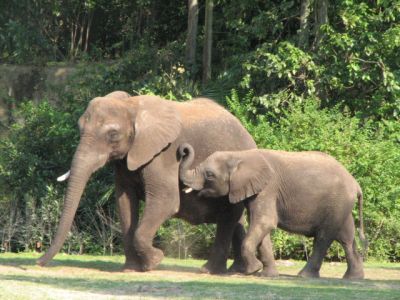 afrykańskie słonie