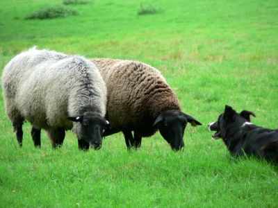 owce jedzące trawe