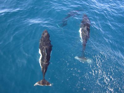 Morświny, fot. Autor GregTheBusker (Dall's Porpoise) [a href=httpcreativecommons.orglicensesby2.0CC-BY-2.0a], a href=httpcommons.wikimedia.orgwikiFile%3ADalls_porpoises.jpgWikimedia Commonsa