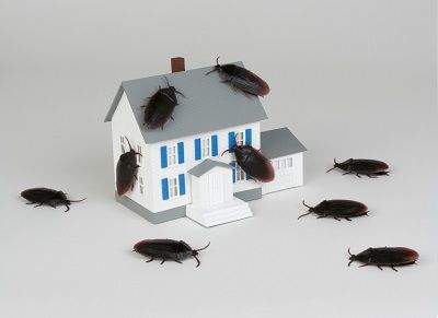karaluchy właża do domu 