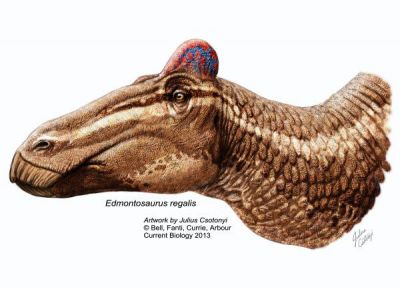 rekonstrukcja edmontozaura, Edmontosaurus regalis. Fot: Bell, Fanti, Currie, Arbour, “Current Biology” 