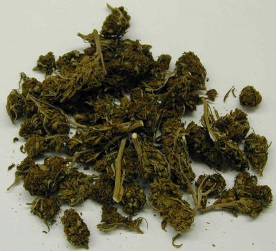 Marihuana, fot. public domain