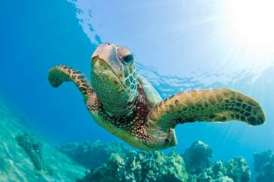 żółw w wodzie