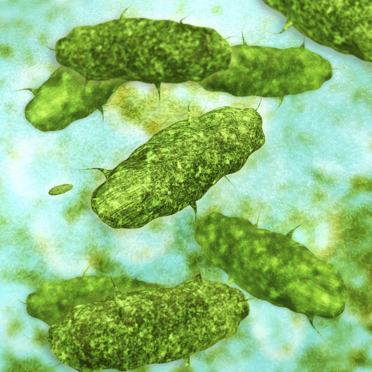 Аэробная среда. Legionella pneumophila анаэроб. Аэробные бактерии. Аэробные микробы. Аэробные микроорганизмы.